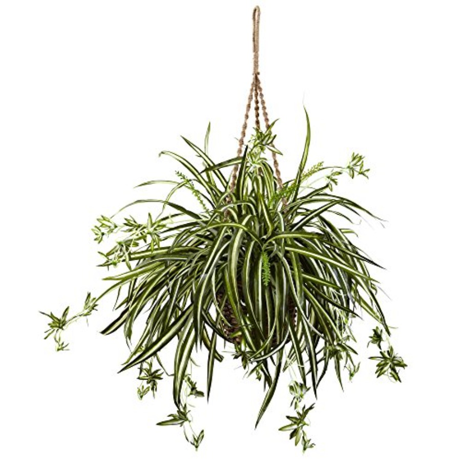 Spider Plant Hanging - Spider Plant Hanging Basket