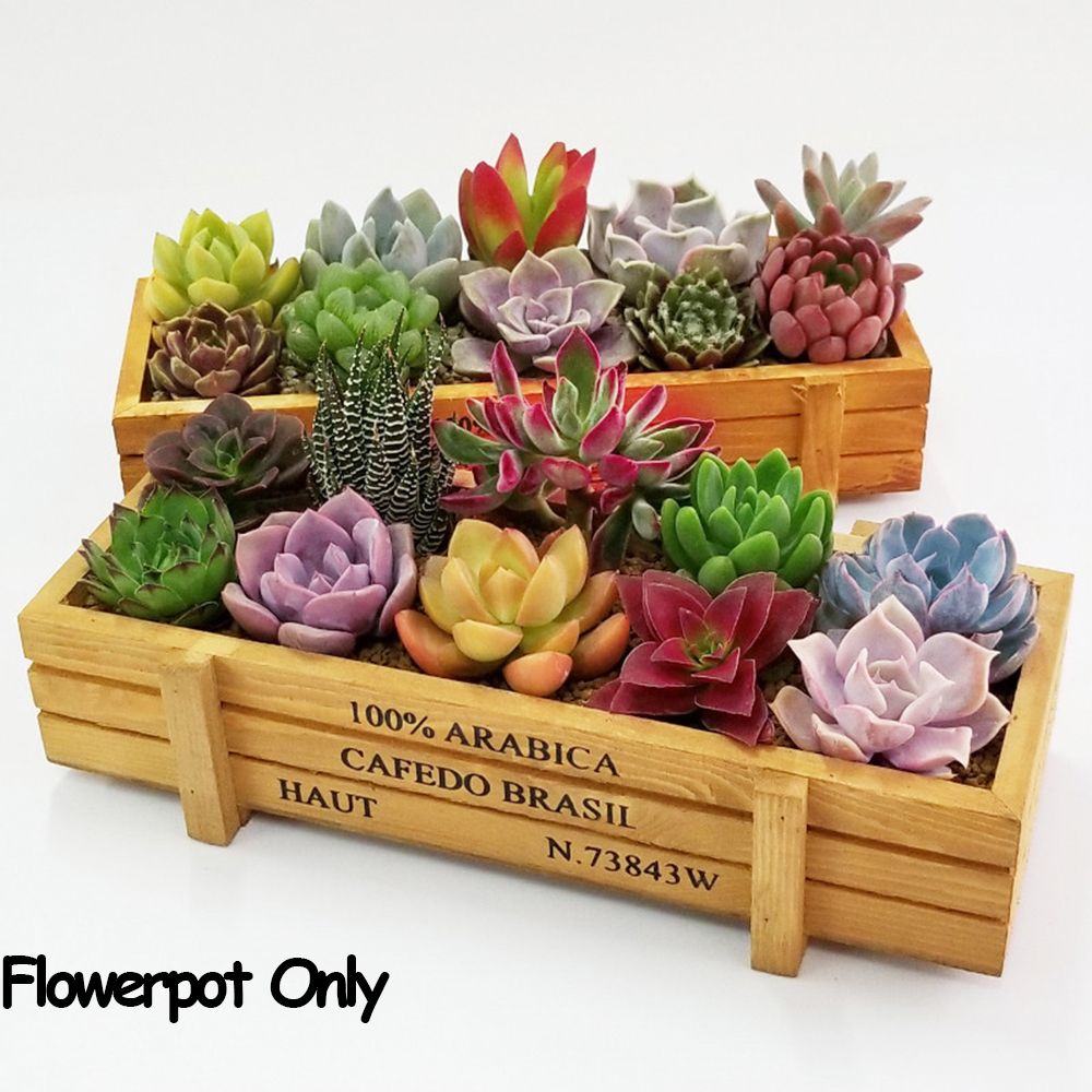 Echeveria Succulent - 1 PC Tools Garden Decor Trough