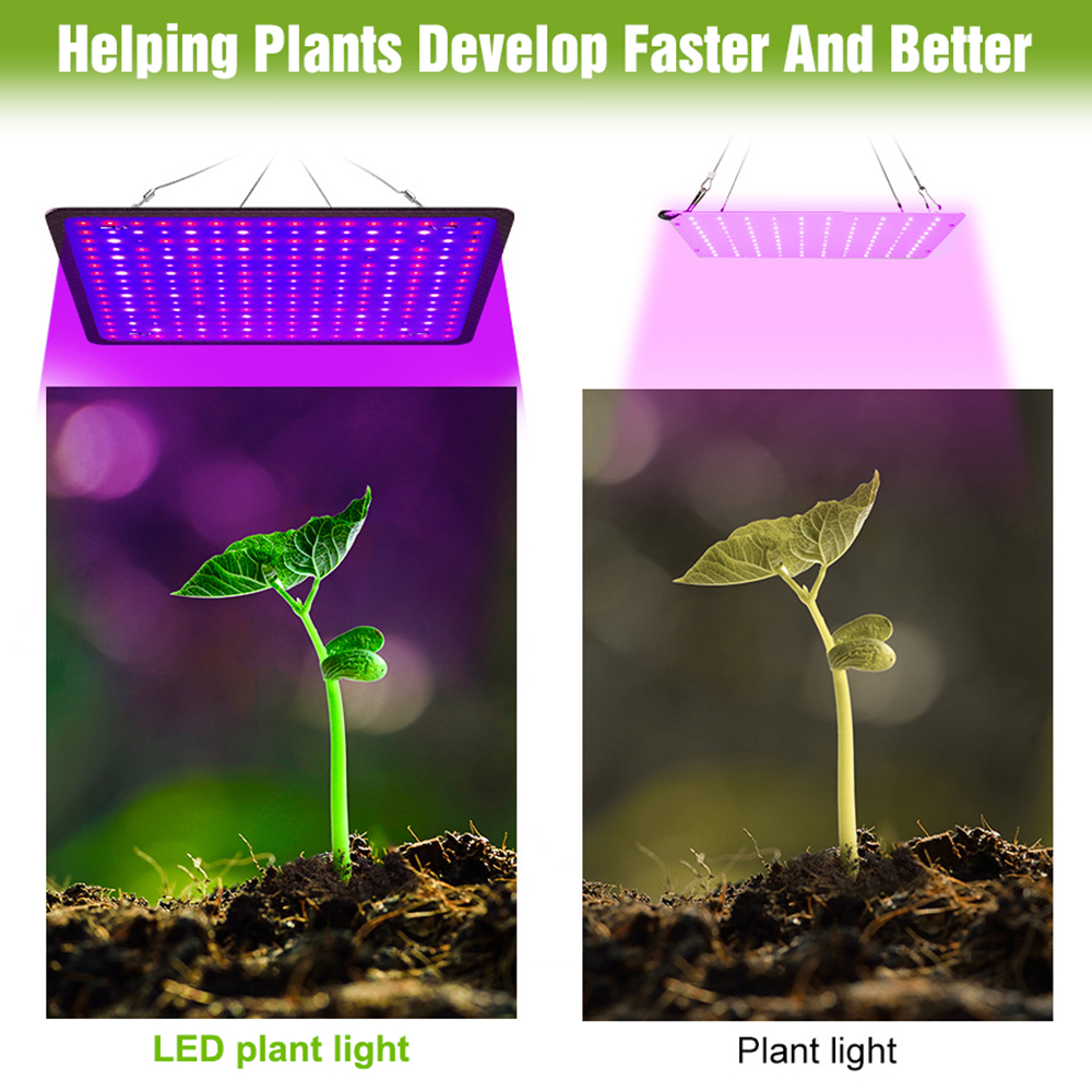 400W LED Grow Light Full Spect - Echeveria Succulent review and price