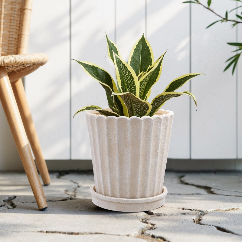 8 Inch Shell Planter Cream Cer - Aloe Vera Pot review and price