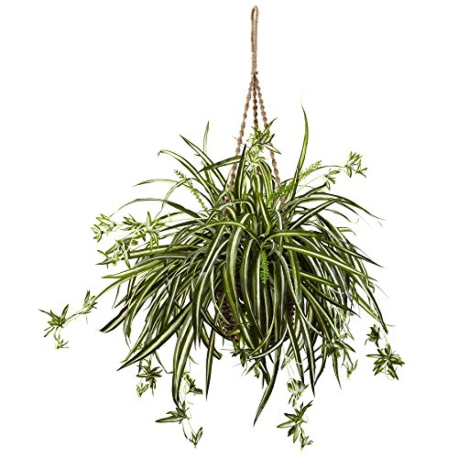 Spider Plant Hanging Basket fo - Spider Plant Hanging review and price