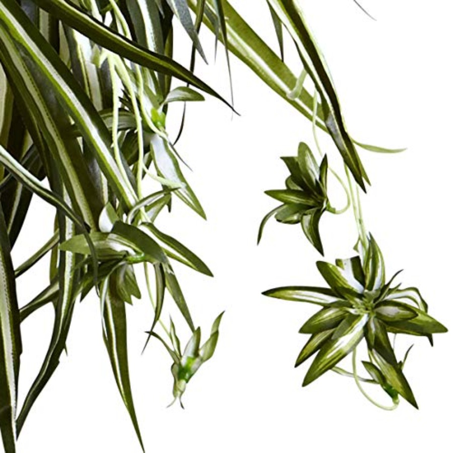 Spider Plant Hanging Basket fo - Spider Plant Hanging review and price