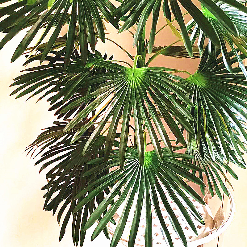 68-95CM Large Artificial Tropi - Dracaena Marginata review and price