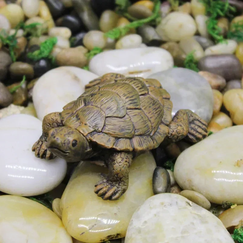 Simulation of Small Turtle Res - Echeveria Succulent review and price
