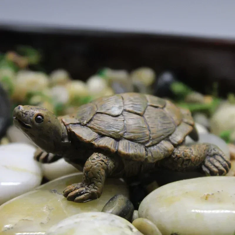 Simulation of Small Turtle Res - Echeveria Succulent review and price