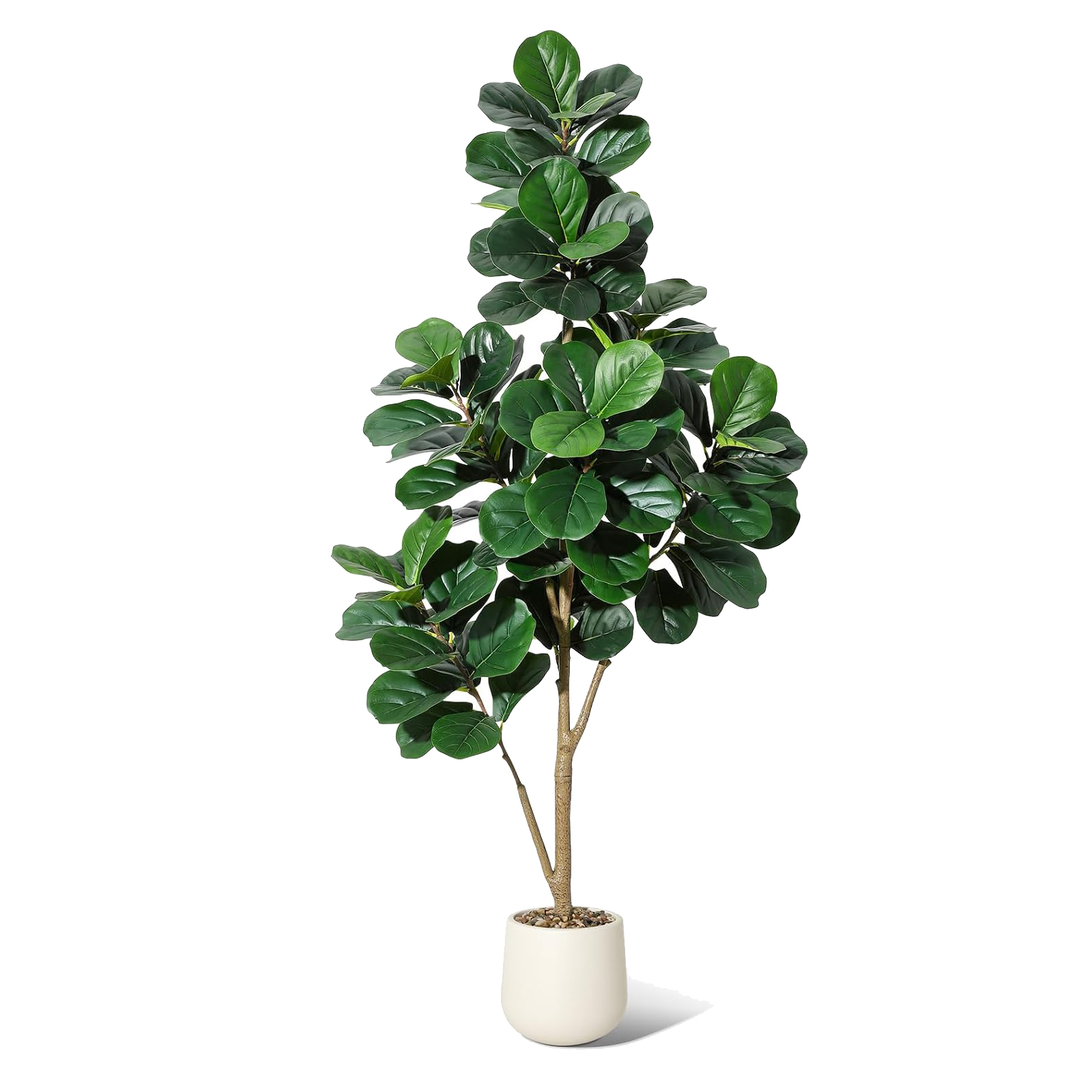4-7 FT Fiddle Leaf Fig Tree Ar - Ficus Lyrata Tree review and price