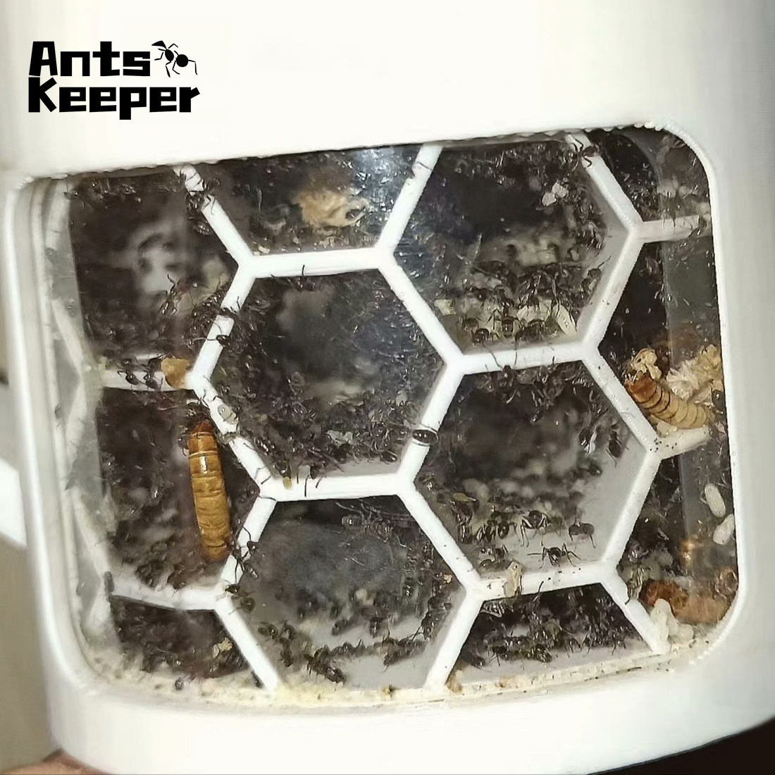 【Honeycomb】360 Degree Viewing  - Begonia Rex review and price