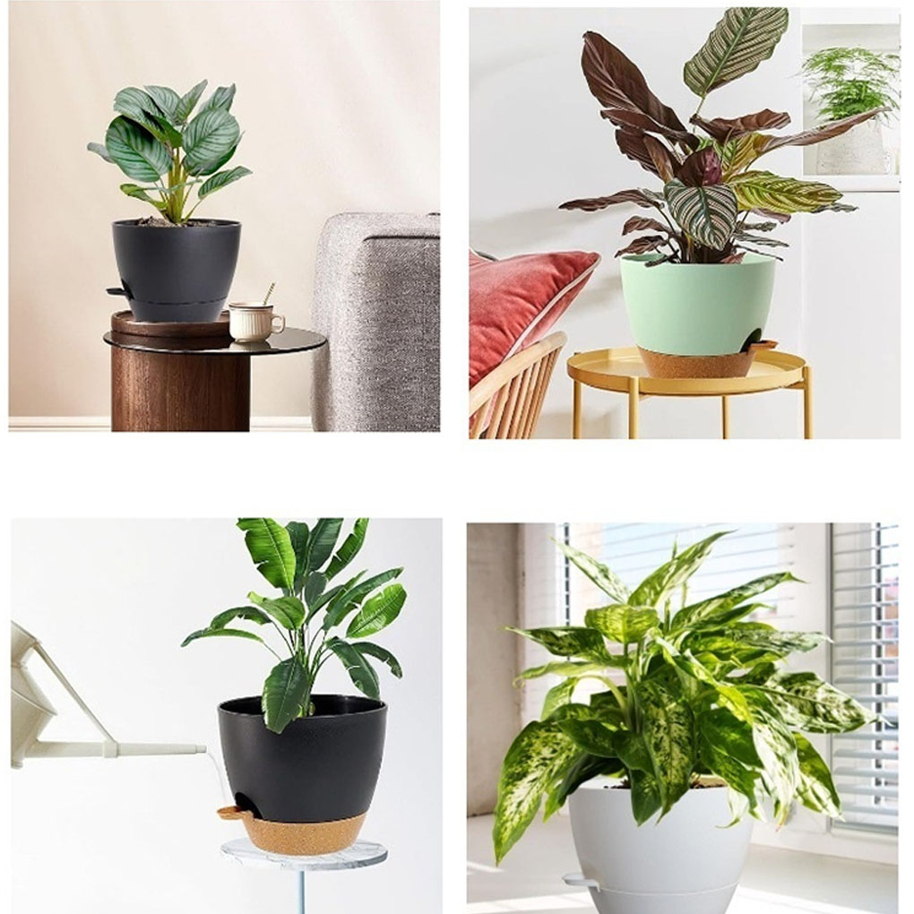 5piece Indoor Flower Pots With - Aloe Vera Pot review and price