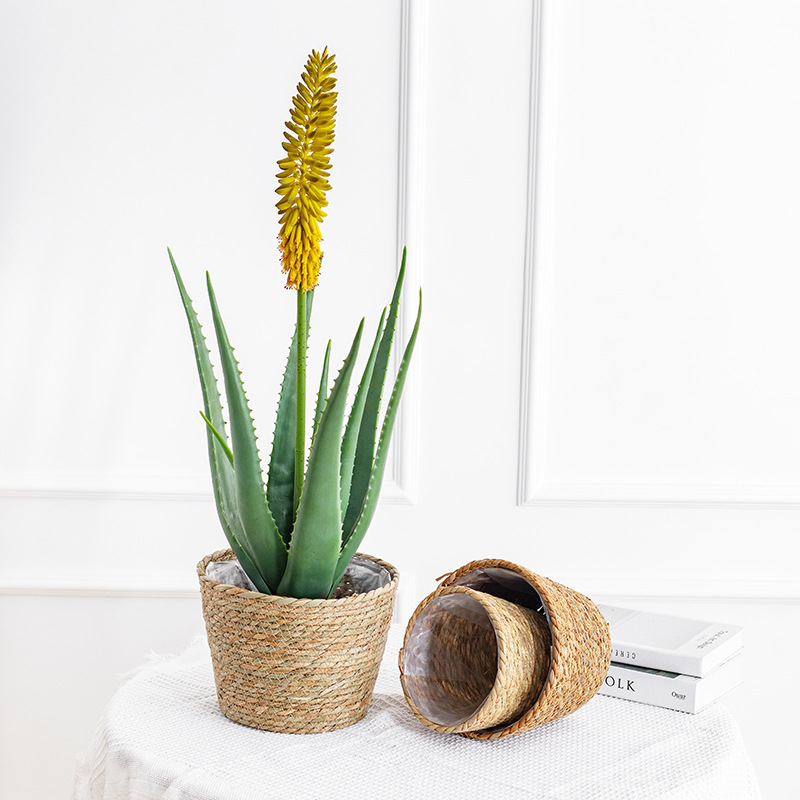 Natural Woven Flower Basket St - Aloe Vera Pot review and price