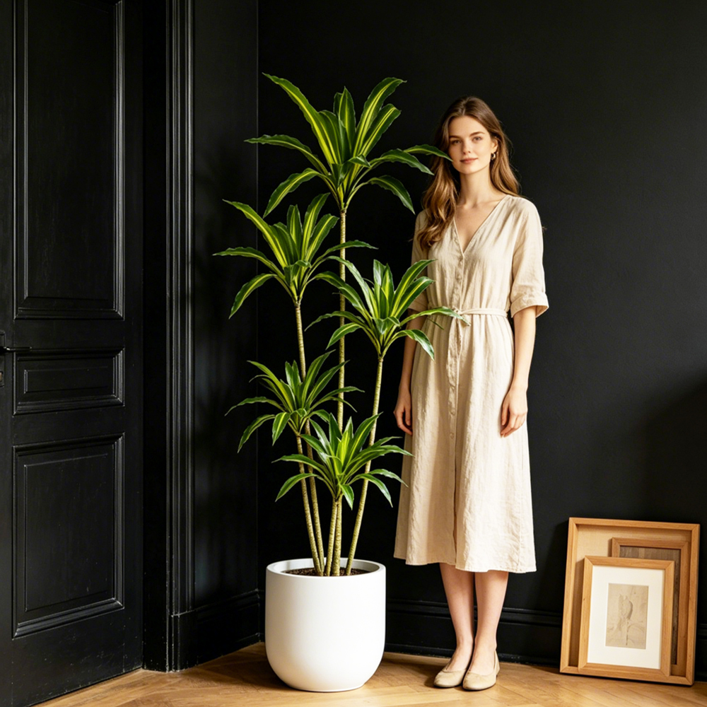 80-165cm Large Artifcial Draca - Dracaena Marginata review and price