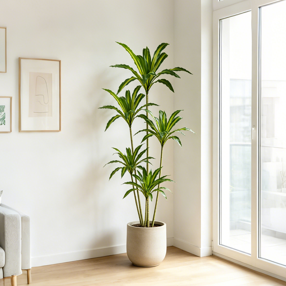 80-165cm Large Artifcial Draca - Dracaena Marginata review and price