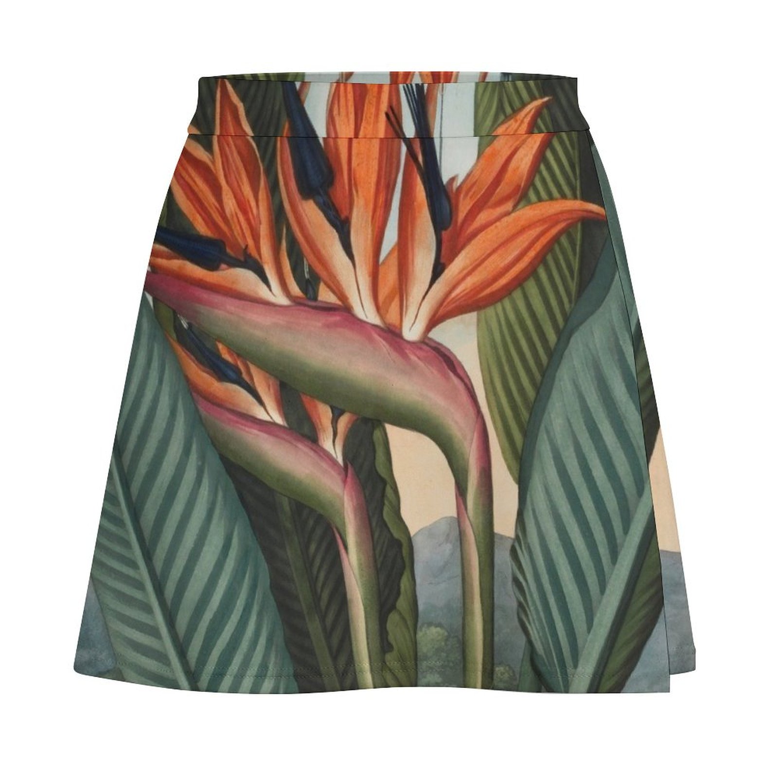 Botanical illustration: Bird o - Bird Paradise Strelitzia review and price