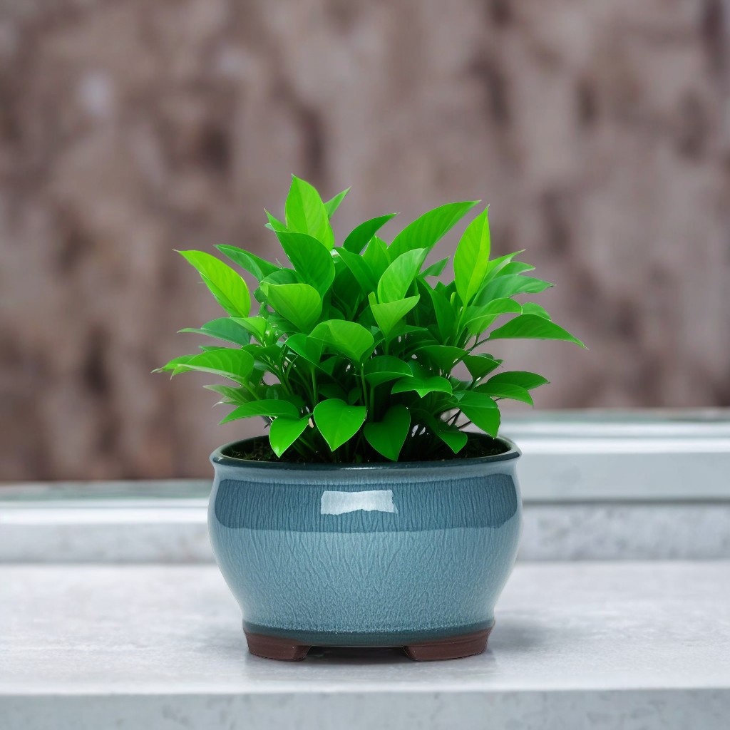 Ceramic Garden Planter Pots Ce - Aloe Vera Pot review and price